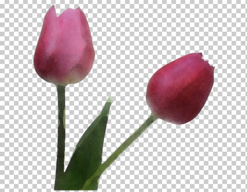 Flower Tulip Plant Bud Petal PNG, Clipart, Bud, Cut Flowers, Flower, Lily Family, Pedicel Free PNG Download