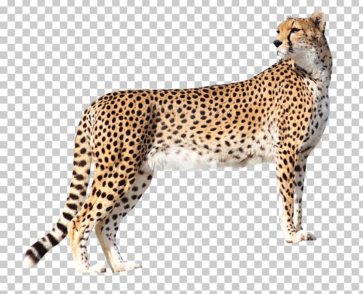 Cheetah Lion High-definition Television PNG, Clipart, 4k Resolution, 720p, Animal, Animals, Big Cats Free PNG Download