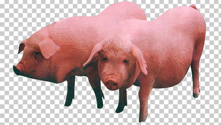 Large White Pig Duroc Pig Middle White Beef Cattle Livestock PNG, Clipart, Animal, Animals, Breed, Cattle, Cattle Like Mammal Free PNG Download