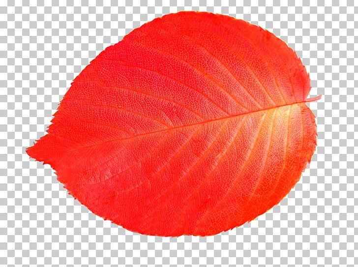 Leaf Illustration PNG, Clipart, Adobe Illustrator, Autumn Leaf, Autumn Leaf Color, Change, Coreldraw Free PNG Download