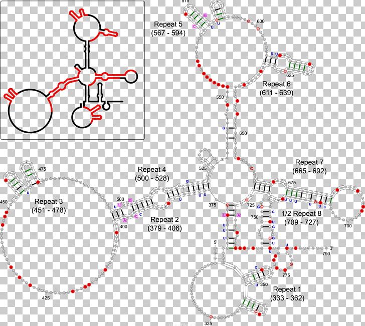 XIST X-inactivation Dosage Compensation RNA Gene PNG, Clipart, Angle, Area, Chromosome, Circle, Coding Strand Free PNG Download