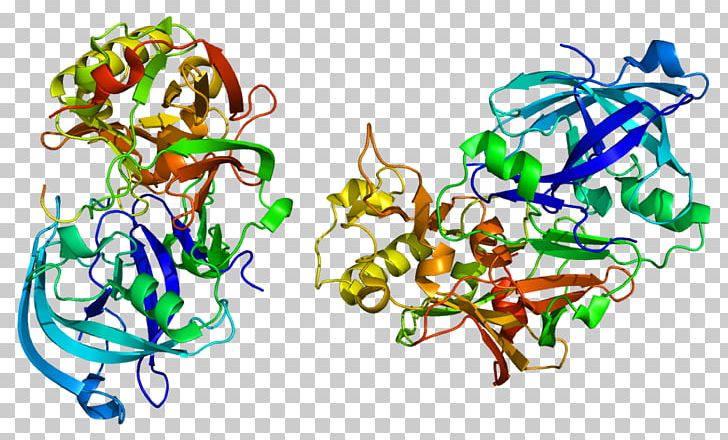 Beta-secretase 1 Amyloid Precursor Protein Secretase Amyloid Beta PNG, Clipart,  Free PNG Download