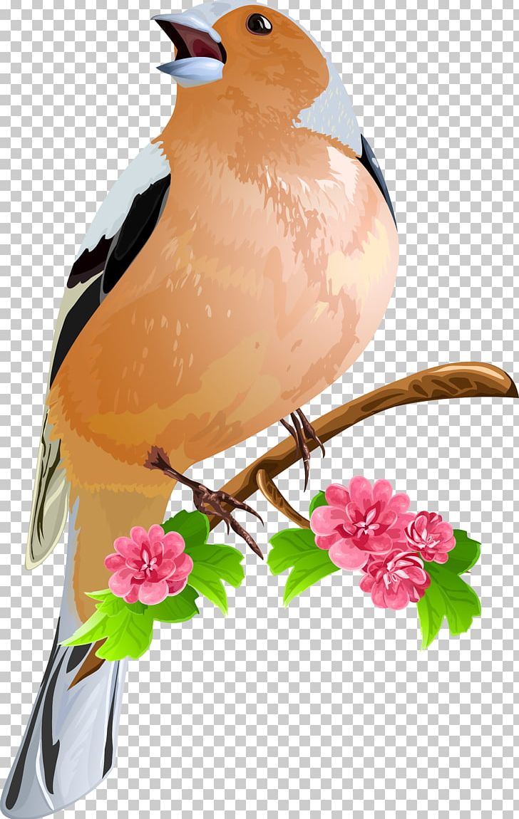 Bird Flowers PNG, Clipart, Animals, Beak, Bird, Bird Cage, Branch Free PNG Download