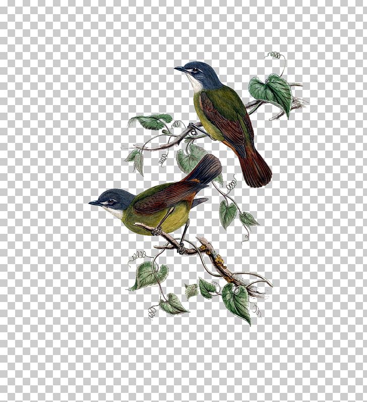 Bird Green-backed Robin Parrot European Robin Feather PNG, Clipart, Animal, Animals, Beak, Bird, Branch Free PNG Download