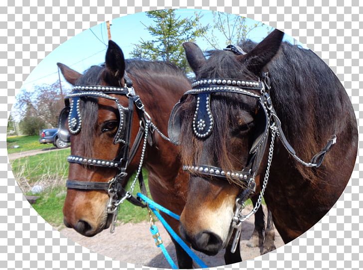 Horse Harnesses Twin Ports Bridle Rein PNG, Clipart, Animals, Bit, Bridle, Carriage, Equestrian Free PNG Download
