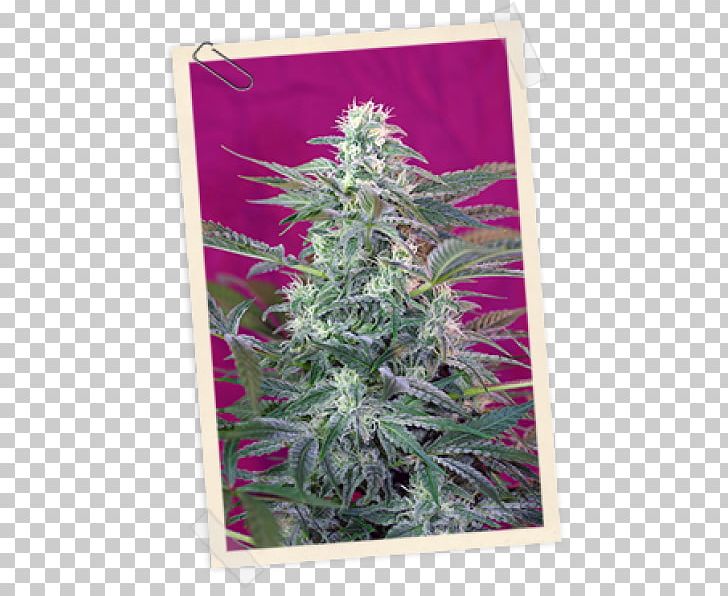 Seed Bank Seed Company Autoflowering Cannabis Skunk PNG, Clipart, Animals, Autoflowering Cannabis, Big Foot, Cannabis, Cannabis Sativa Free PNG Download