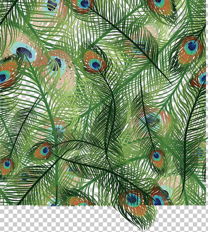 Bird Light Feather Peafowl Euclidean PNG, Clipart, Animals, Asiatic Peafowl, Branch, Conifer, Evergreen Free PNG Download