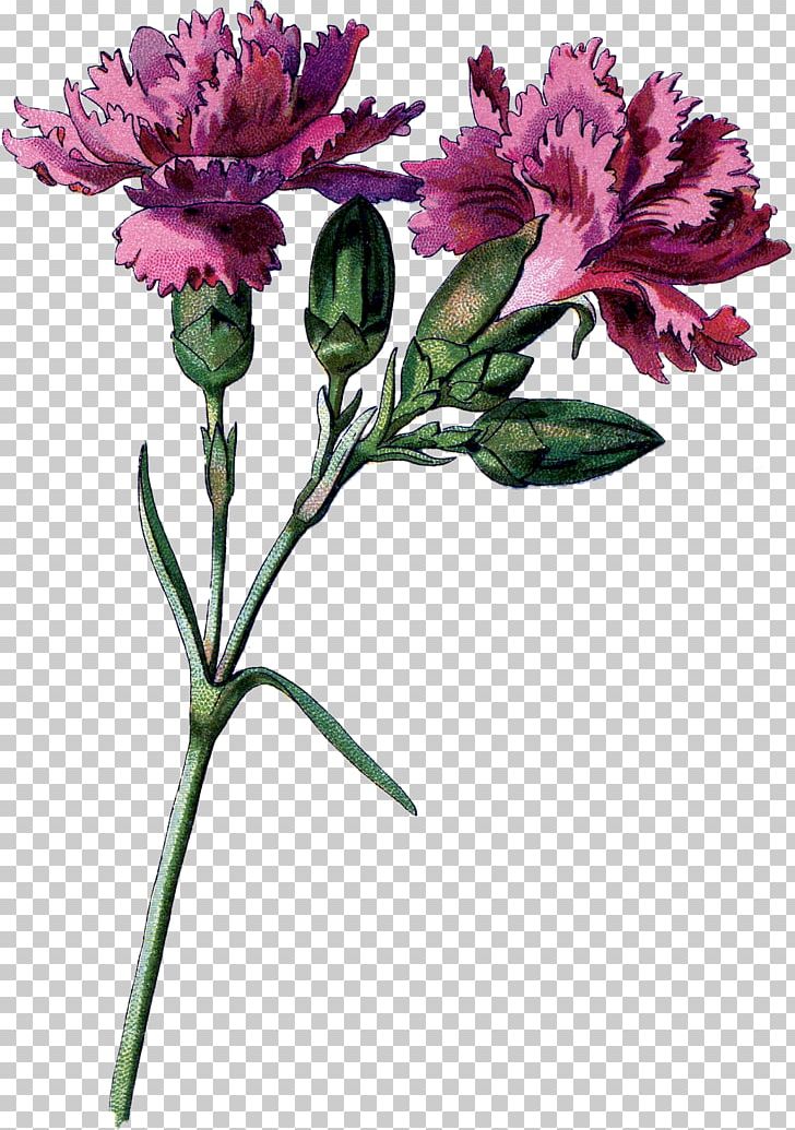 Cut Flowers Carnation Floral Design Lily Of The Incas PNG, Clipart, Alstroemeriaceae, Carnation, Cut Flowers, Floral Design, Flower Free PNG Download