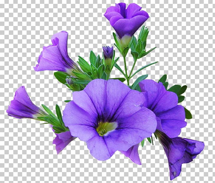 Petunia Flower Graphics Desktop PNG, Clipart, Annual Plant, Bellflower, Bellflower Family, Bitki, Blue Free PNG Download