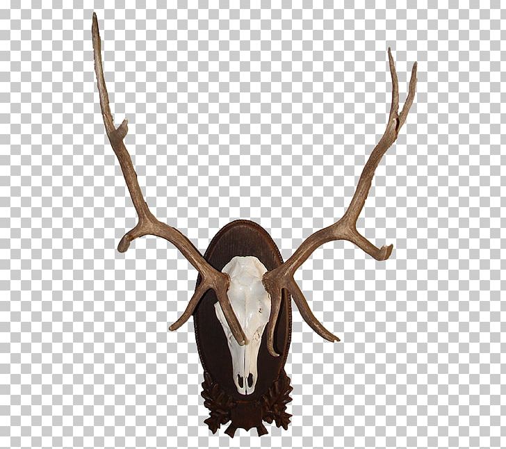 Red Deer Elk Moose Antler PNG, Clipart, Animal, Animal Product, Animals, Antler, Deer Free PNG Download