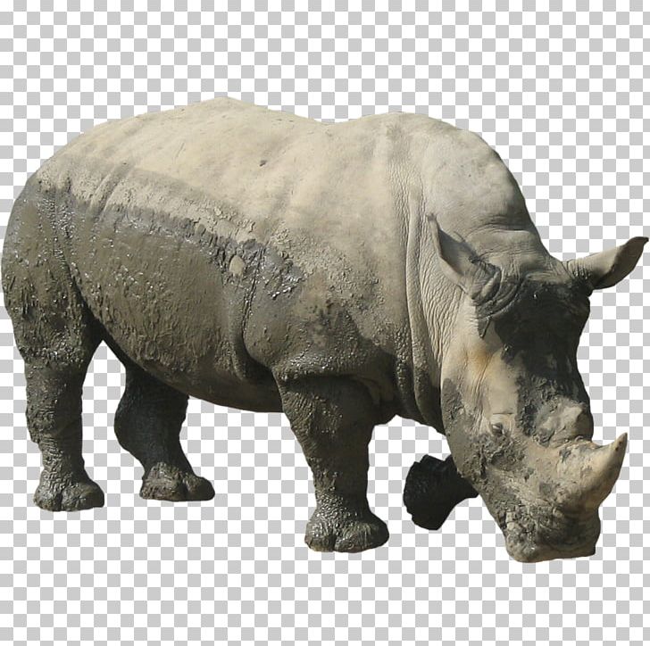 Rhinoceros PNG, Clipart, Animals, Awesome, Catsofinstagram, Catstagram, Clip Art Free PNG Download