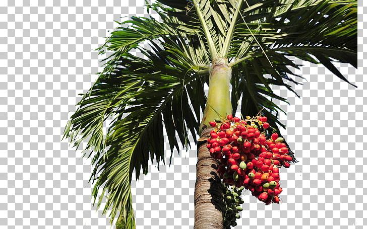 Date Palm Arecaceae Tree PNG, Clipart, Arecales, Auglis, Christmas Tree, Date Palms, Euclidean Vector Free PNG Download