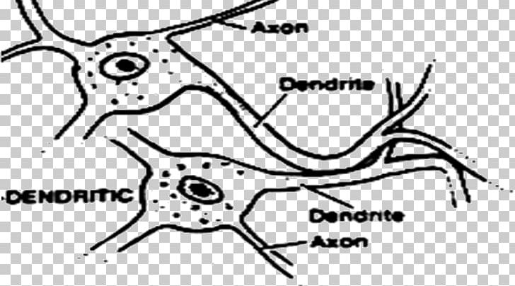 Dendrodendritic Synapse /m/02csf Synaptogenesis Carnivores PNG, Clipart,  Free PNG Download