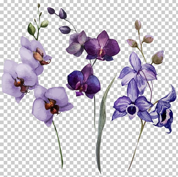 Orchids Drawing Flower Watercolor Painting PNG, Clipart, Color, Cut Flowers, Drawing, Floral Design, Flower Free PNG Download