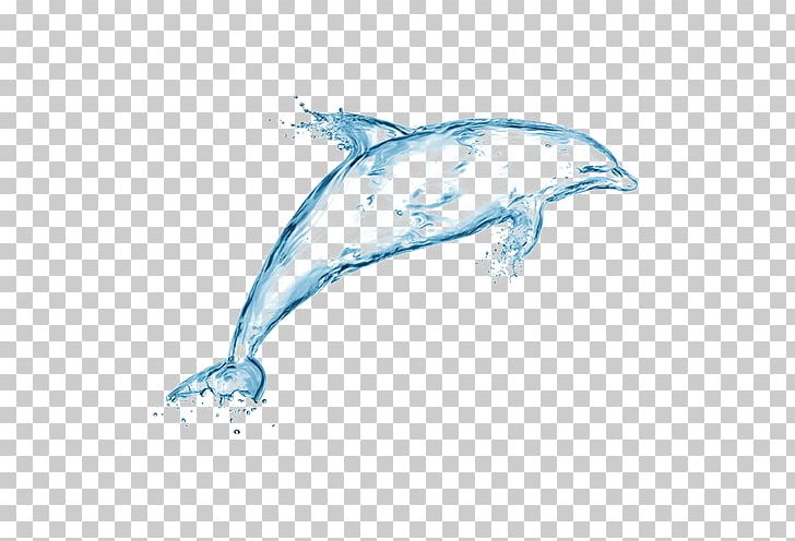 Dolphin Stock Photography Water PNG, Clipart, Animal, Blue, Cetacea, Drop, Fauna Free PNG Download