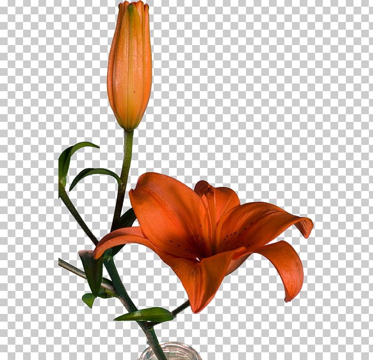 Orange Lily Floral Design Cut Flowers Plant Stem PNG, Clipart, Art, Cut Flowers, Floral Design, Floristry, Flower Free PNG Download