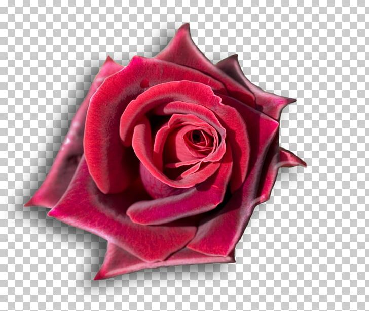 Rose Desktop Flower 1080p High-definition Television PNG, Clipart, 4k Resolution, 5k Resolution, 8k Resolution, Closeup, Color Free PNG Download