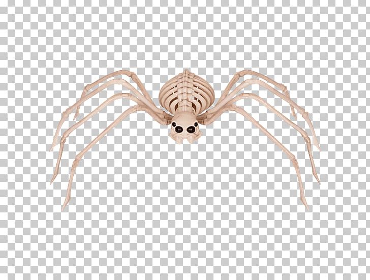 Spider Human Skeleton Bone Skull PNG, Clipart, Arachnid, Arthropod, Bone, Foot, Halloween Free PNG Download