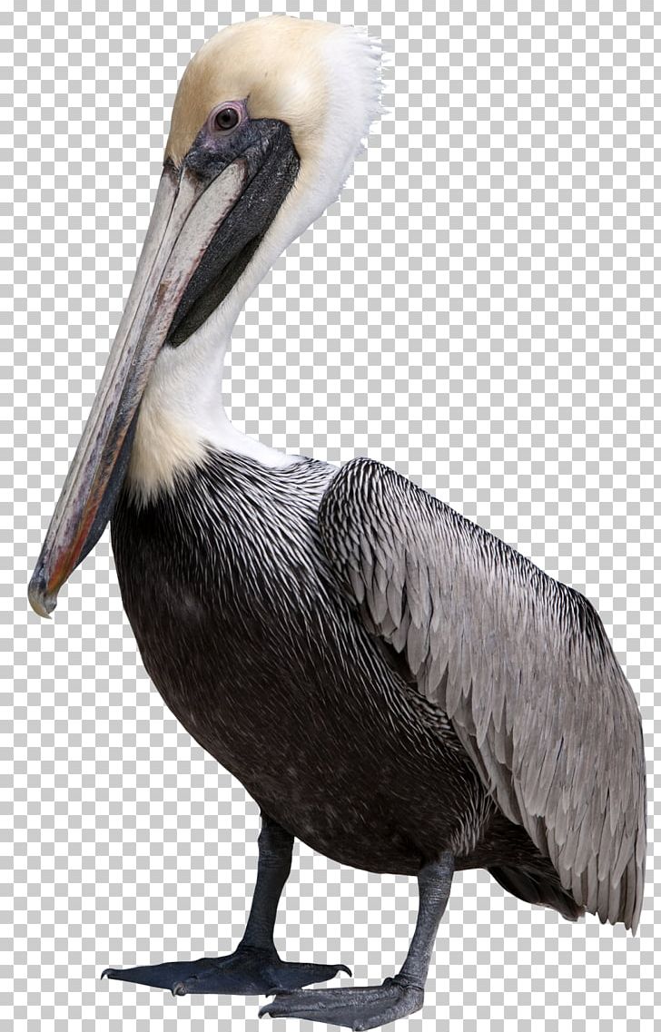 Pelican Bird PNG, Clipart, Animals, Beak, Bird, Clip Art, Computer Icons Free PNG Download