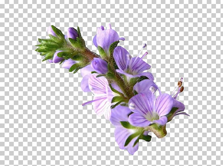 Veronica Officinalis Extraction Lemon Balm PNG, Clipart, Allantoin, Cut Flowers, Dietary Supplement, Extract, Extraction Free PNG Download