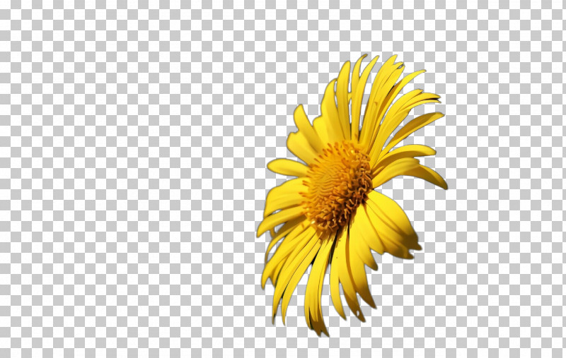 Sunflower PNG, Clipart, Dandelion, Flower, Gerbera, Petal, Plant Free PNG Download