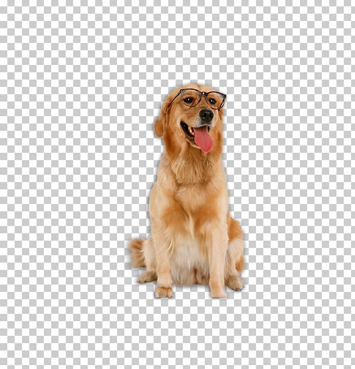 Golden Retriever Labrador Retriever Poodle Bichon Frise The Intelligence Of Dogs PNG, Clipart, Animals, Breed, Carnivoran, Companion Dog, Dog Free PNG Download