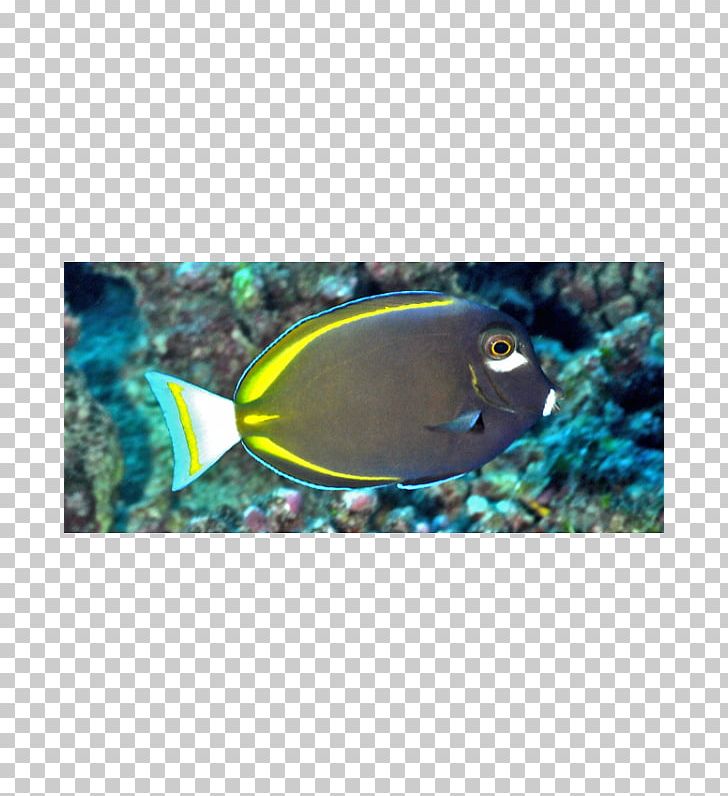 Whitecheek Surgeonfish Yellowfin Surgeonfish Aquarium Coral Reef Fish PNG, Clipart, Acanthurus, Animals, Aqua, Aquarium, Coral Free PNG Download