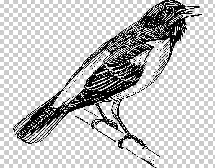 Bird Baltimore Oriole Bald Eagle Altamira Oriole PNG, Clipart, Altamira Oriole, Animals, Bald Eagle, Baltimore Oriole, Beak Free PNG Download