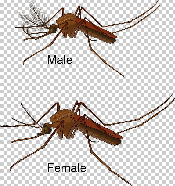 Culex Pipiens Yellow Fever Mosquito PNG, Clipart, Aedes, Arthropod, Culex, Culex Pipiens, Display Resolution Free PNG Download