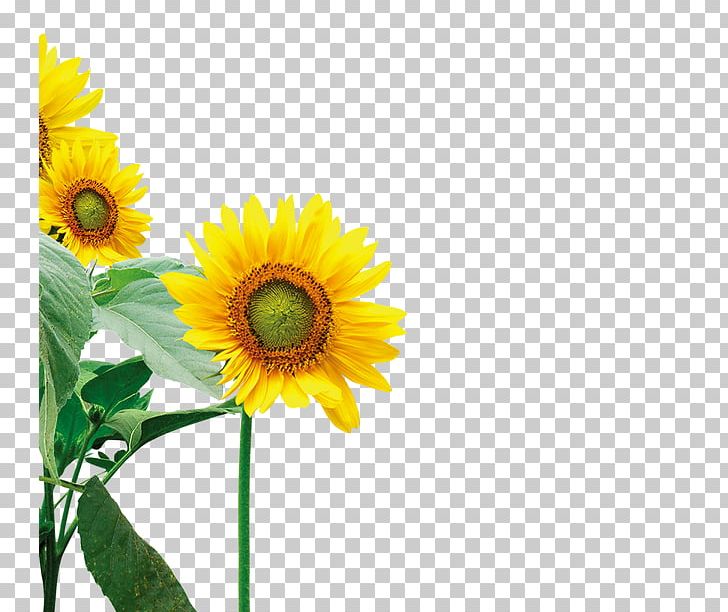 Common Sunflower Yellow PNG, Clipart, Child, Chrysanthemum, Common Sunflower, Computer Wallpaper, Daisy Free PNG Download