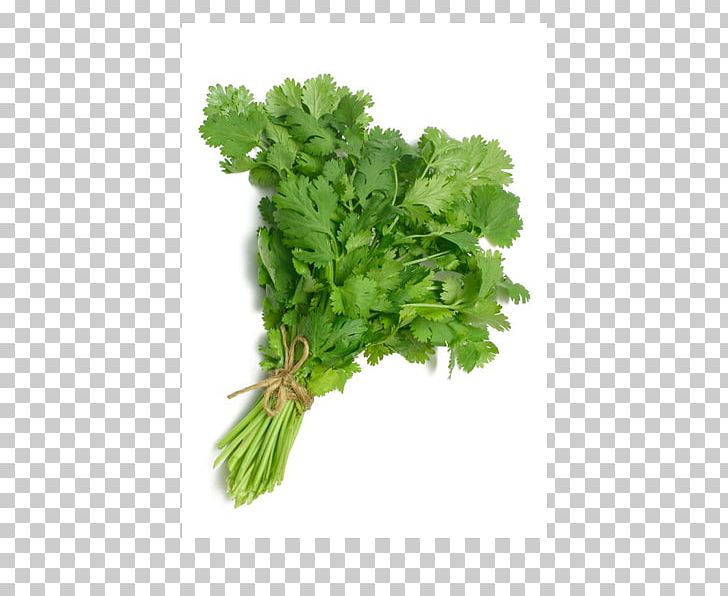 Coriander Leaf Vegetable Herb Ghormeh Sabzi Spice PNG, Clipart, Cilantro, Condiment, Cooking, Coriander, Fenugreek Free PNG Download