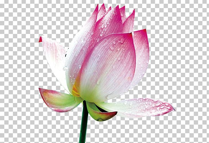 Nelumbo Nucifera Ink Wash Painting PNG, Clipart, Aquatic Plant, Buckle, Buckle Lotus Free Photos, Bud, Creative Free PNG Download