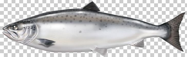 Smoked Salmon Fish Oil Atlantic Salmon PNG, Clipart, Animals, Atlantic Salmon, Bony Fish, Fish Products, Food Free PNG Download