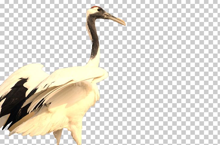 Wings Of The Red-crowned Crane PNG, Clipart, Anatidae, Animal, Beak, Bird, Birds Free PNG Download
