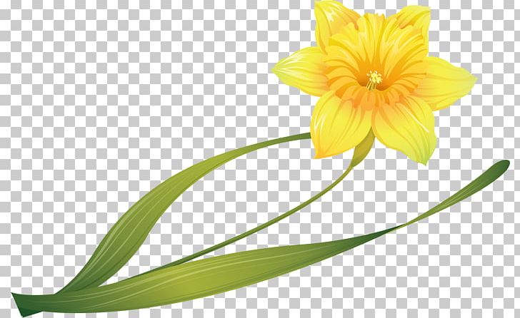 Daffodil Narcissus Cut Flowers Bulb PNG, Clipart, Amaryllis Family, Bulb, Cut Flowers, Daffodil, Drawing Free PNG Download