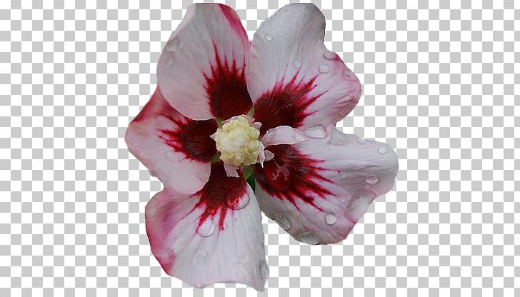 Hibiscus Rosaceae Rose Alstroemeriaceae Petal PNG, Clipart, Alstroemeriaceae, Cicek Resimleri, Flower, Flowering Plant, Flowers Free PNG Download