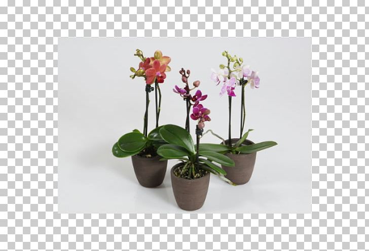 Moth Orchids Houseplant Burnt-tip Orchid PNG, Clipart, Artificial Flower, Color, Flora, Flower, Flowering Plant Free PNG Download