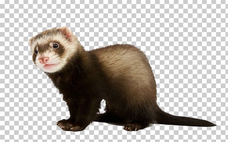 Ferret Stoat Stock Photography PNG, Clipart, Animals, Bow And Arrow, Bow Back, Bows, Bow Tie Free PNG Download