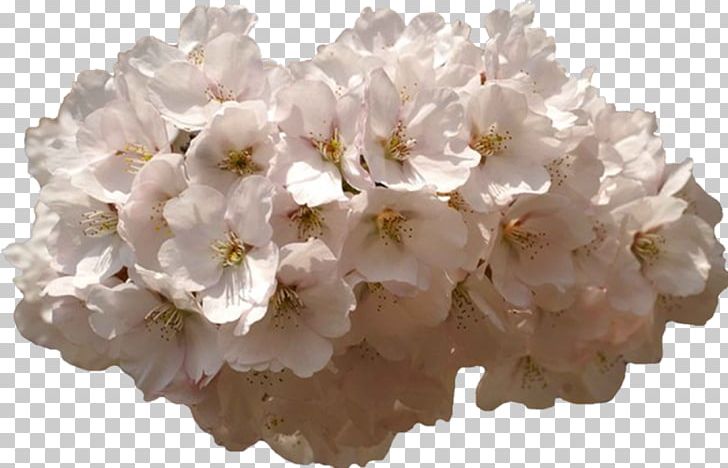 Flower Garden PNG, Clipart, Blossom, Cerasus, Cherry Blossom, Computer, Computer Mouse Free PNG Download