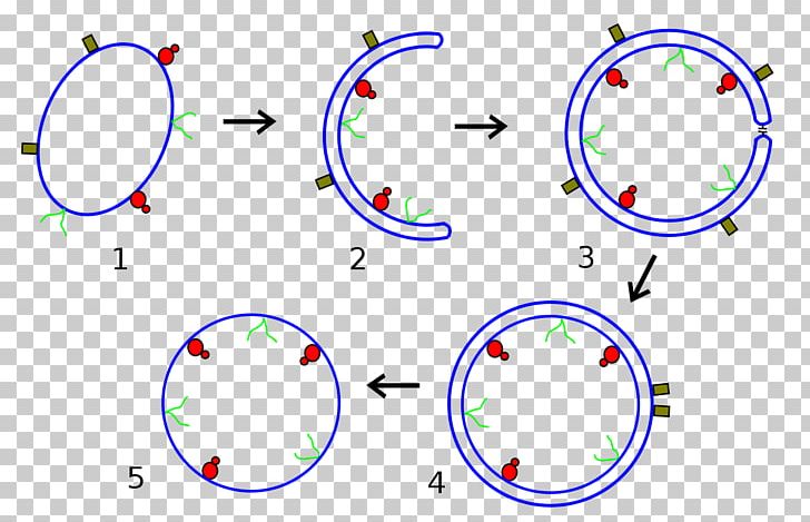 Obcell Cytoplasm Hypothesis Cell Membrane PNG, Clipart, Angle, Area, Cell, Cell Membrane, Cell Nucleus Free PNG Download