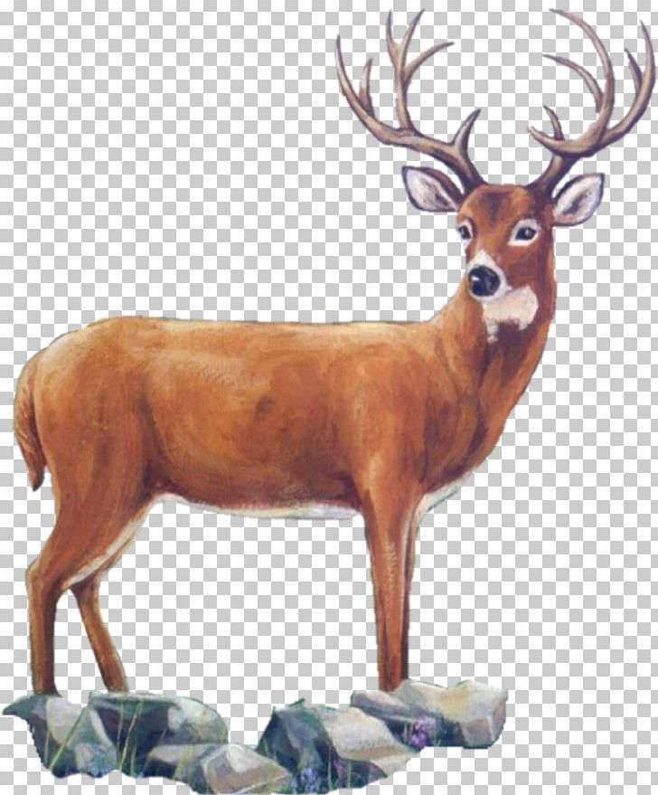 Reindeer White-tailed Deer Elk Antler PNG, Clipart, Animal, Antler, Betty Thomas, Cartoon, Deer Free PNG Download