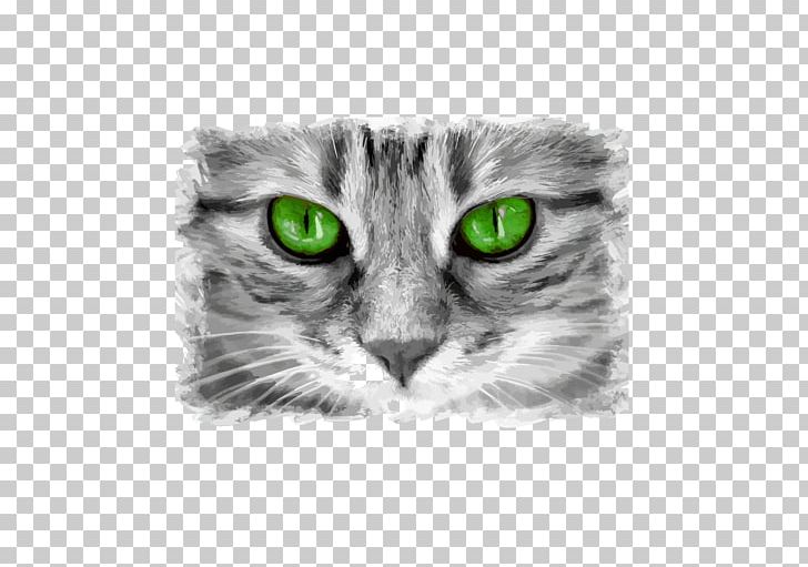 American Bobtail Tabby Cat Kitten Japanese Bobtail British Shorthair PNG, Clipart,  Free PNG Download