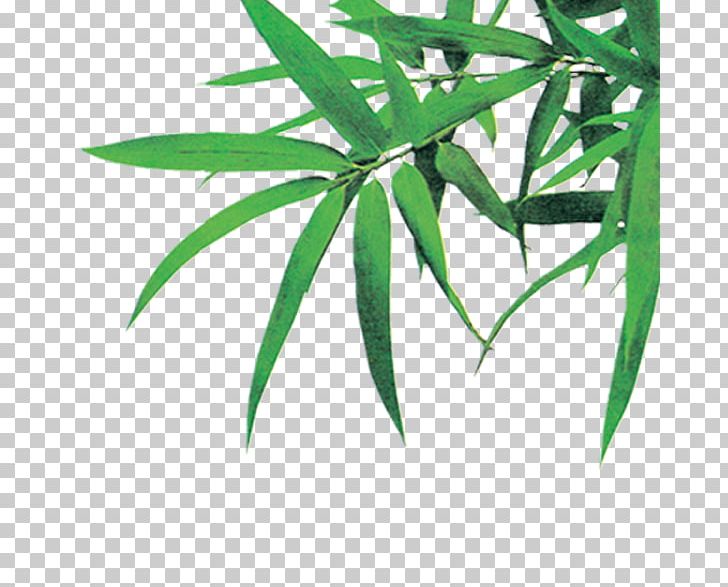 Bambusodae Icon PNG, Clipart, Background Green, Bamboo, Bamboo Leaves, Bambusodae, Download Free PNG Download