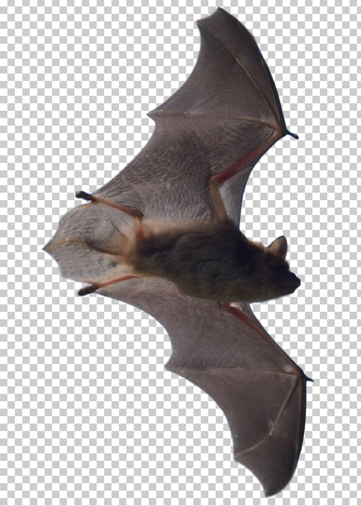 Bat Attic Mammal Oakland County Overland Park PNG, Clipart,  Free PNG Download