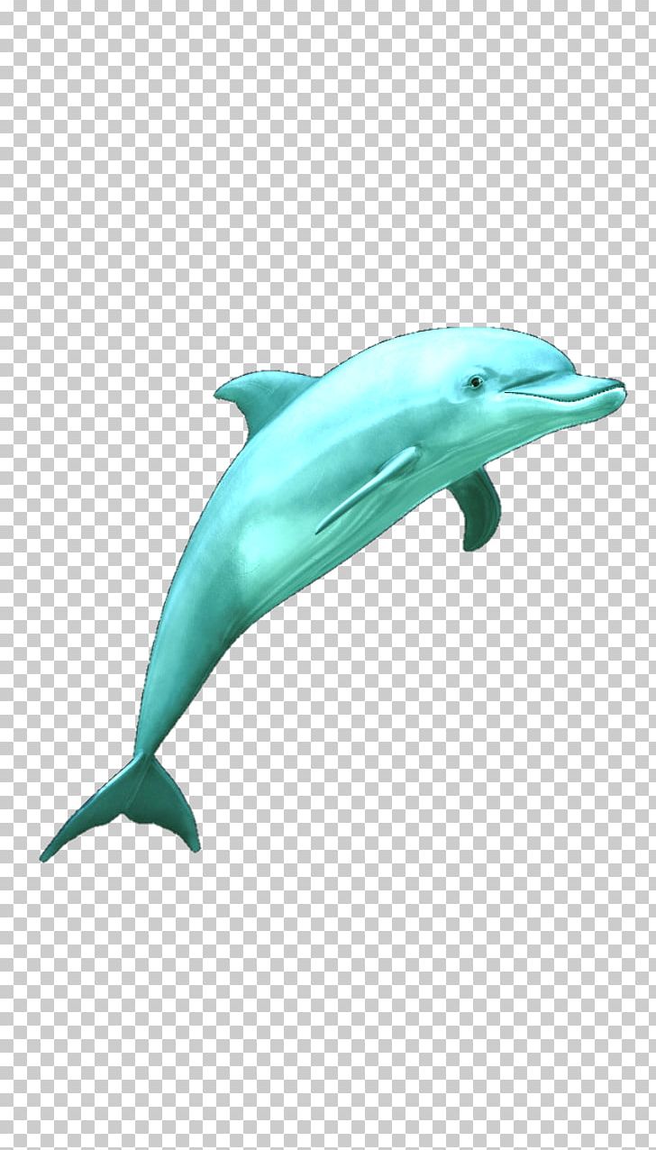 Common Bottlenose Dolphin Wholphin Tucuxi Rough-toothed Dolphin Short-beaked Common Dolphin PNG, Clipart, Aesthetics, Aqua, Avatan, Avatan Plus, Dolphin Free PNG Download