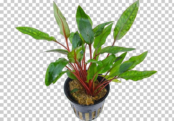 Cryptocoryne Beckettii Cryptocoryne Petchii Aquatic Plants Terrestrial Plant Plant Stem PNG, Clipart, Aquapflanzen24de, Aquatic Plants, Cryptocoryne, Cryptocoryne Beckettii, Cryptocoryne Petchii Free PNG Download