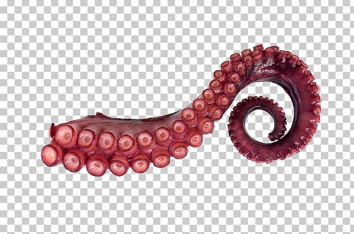 Giant Pacific Octopus Squid Tentacle Stock Photography PNG, Clipart, Animal, Cephalopod, Cephalopod Intelligence, Enteroctopus, Giant Pacific Octopus Free PNG Download