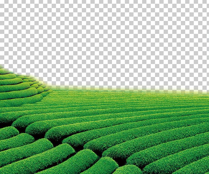 Theatrical Scenery Green Television PNG, Clipart, Agriculture, Crop, Decorative, Decorative Material, Download Free PNG Download
