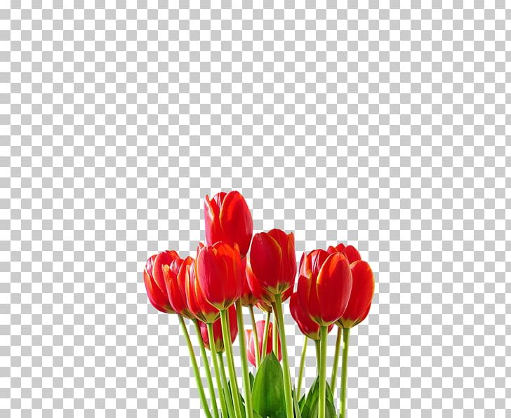 Tulip Cut Flowers Plant Stem Petal PNG, Clipart, Cut Flowers, Flower, Flowering Plant, Flowers, Lily Family Free PNG Download