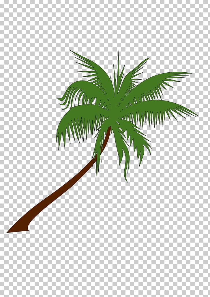 Arecaceae PNG, Clipart, Arecaceae, Arecales, Branch, Coconut, Free Content Free PNG Download